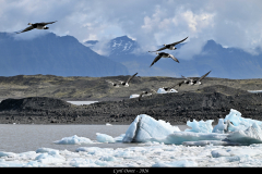 2606-Bernache-nonette-Islande-11