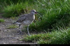 2606-Courlis-corlieu-Islande-05