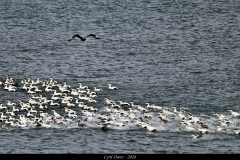 2606-Eider-a-duvet-Fauskasandur-Islande-04