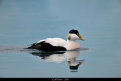 2606-Eider-a-duvet-Islande-15