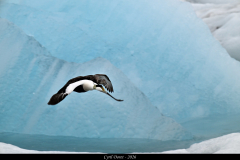 2606-Eider-a-duvet-Islande-23