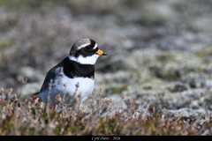 2606-Grand-gravelot-Islande-07