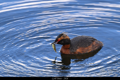 2606-Grebe-esclavon-Myvatn-Islande-03