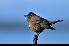 2606-Grive-mauvis-Islande-05