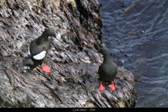 2606-Guillemot-a-miroir-Fauskasandur-Islande-01