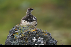 2606-Lagopede-alpinHveradalir-Islande-03