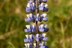 2606-Lupin-dAlaska-Islande-06