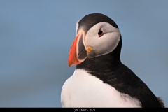 2606-Macareux-moine-Hafnarholmi-Islande-24