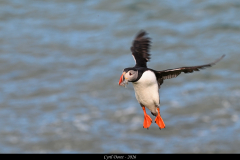 2606-Macareux-moine-Hafnarholmi-Islande-29