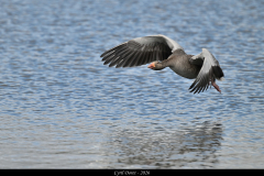 2606-Oie-cendree-Islande-06
