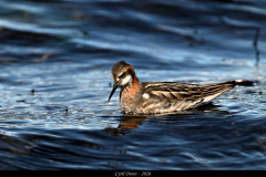 2606-Phalarope-a-bec-etroit-Islande-12