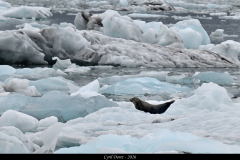2606-Phoque-commun-Islande-02