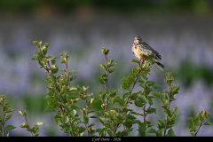 2606-Pipit-farlouse-Islande-03