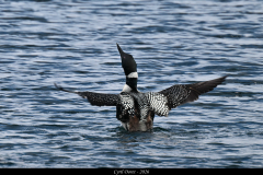 2606-Plongeon-imbrin-Islande-04