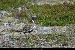 2606-Pluvier-dore-Islande-01