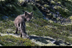 2606-Renard-polaire-Islande-04