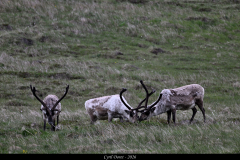 2606-Renne-Islande-03