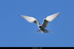 2606-Sterne-arctique-Hali-Sudursveit-Islande-12