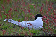 2606-Sterne-arctique-Landeyjahofn-Islande-13