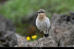2606-Traquet-motteux-Islande-02