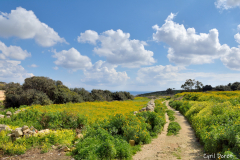 1502-Malte-Temples-Hagar-Qim-et-Mnajdra-34_resultat