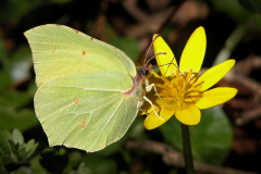0303-Papillon-Citron-01