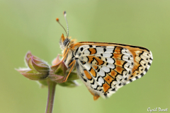 1104-Damier-du-plantain-13-01