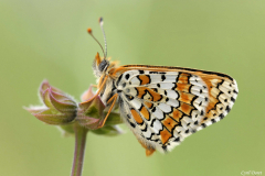 1104-Damier-du-plantain-13-01