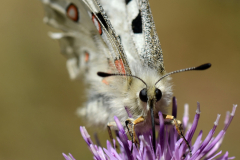 1207-Apollon-Bramousse-01