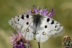 1207-Apollon-Bramousse-02