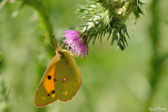 1505-Souci-Pieridae-Coliadinae-01