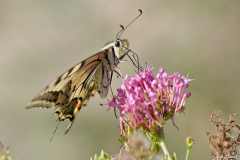 1609-Machaon-02