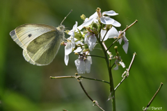 2303-Pieride-de-la-Moutarde-01_resultat