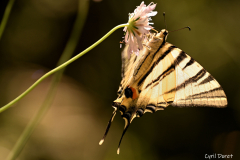 2306-Flambe-04_resultat