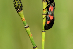 2306-Zygene02_resultat