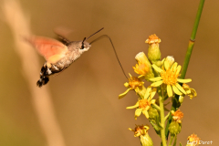 2310-Moro-sphynx-03_resultat