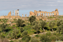 1003-Volubilis-02-scaled
