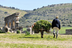 1003-Volubilis-31_01-scaled