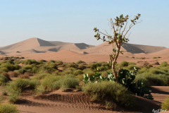 1204-Chegaga-27-scaled