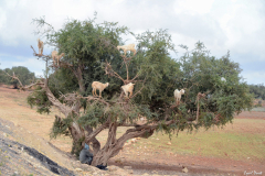 1204-Entre-Marrakech-et-Essaouira-05_01-scaled
